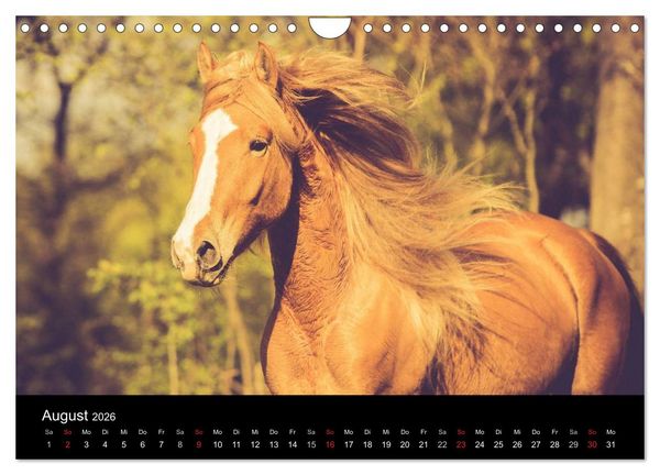 Produktbild: Pferde Tr&auml;ume (Wandkalender 2026 DIN A4 quer), CALVENDO Monatskalender