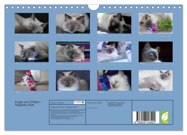 Produktbild: Engel auf 4 Pfoten - Ragdolls 2026 (Wandkalender 2026 DIN A4 quer), CALVENDO Monatskalender