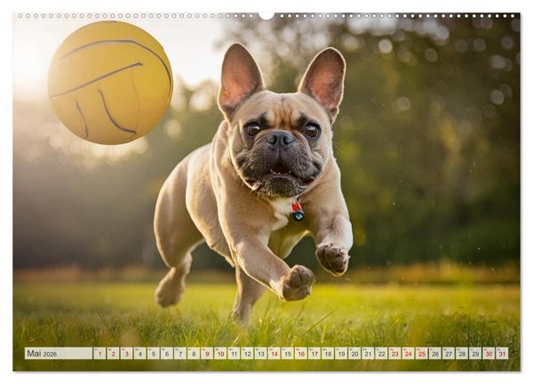 Produktbild: Bullys in Action - Franz&ouml;sische Bulldoggen lieben B&auml;lle (hochwertiger Premium Wandkalender 2026 DIN A2 quer), Kunstdruck in Hochglanz