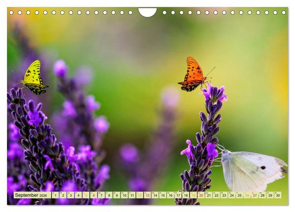 Produktbild: Traum-Ziele - Lavendel der Provence, Frankreich (Wandkalender 2026 DIN A4 quer), CALVENDO Monatskalender