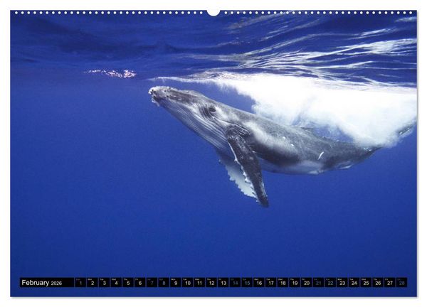 Produktbild: A Whale of a Year (High Quality Premium Wall Calendar 2026 DIN A2 landscape),CALVENDO 12 Month Wall Calendar
