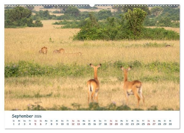 Produktbild: Fernweh Uganda - Natursch&ouml;nheit Ostafrikas (Wandkalender 2026 DIN A2 quer), CALVENDO Monatskalender