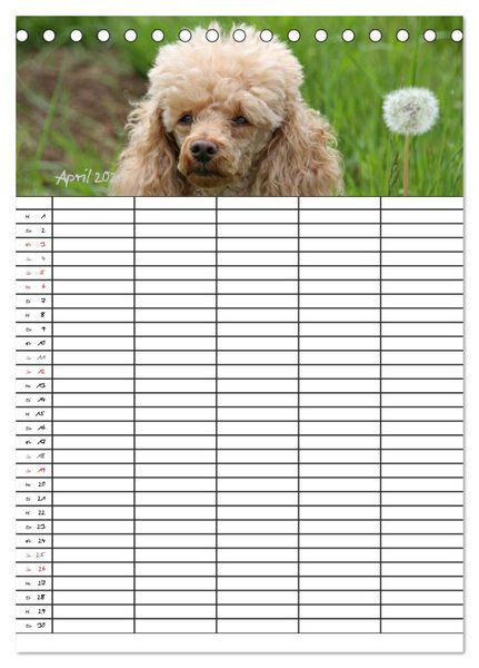 Produktbild: Der Pudel-Familienplaner (Tischkalender 2026 DIN A5 hoch), CALVENDO Monatskalender