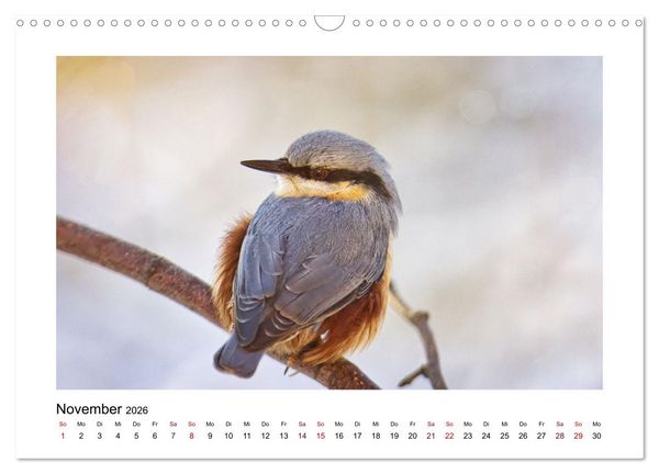 Produktbild: Flinke Kleiber (Wandkalender 2026 DIN A3 quer), CALVENDO Monatskalender