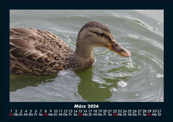 Produktbild: Enten 2026 Fotokalender DIN A5