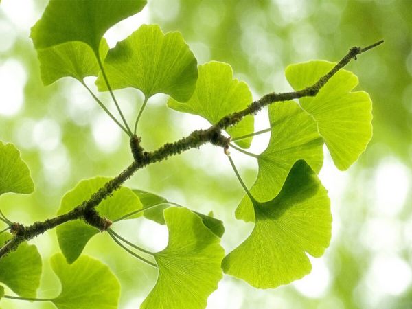 Produktbild: CALVENDO Puzzle Gingko biloba - der Heilige Baum | 1000 Teile Lege-Gr&ouml;&szlig;e 64x48cm Foto-Puzzle f&uuml;r gl&uuml;ckliche Stunden