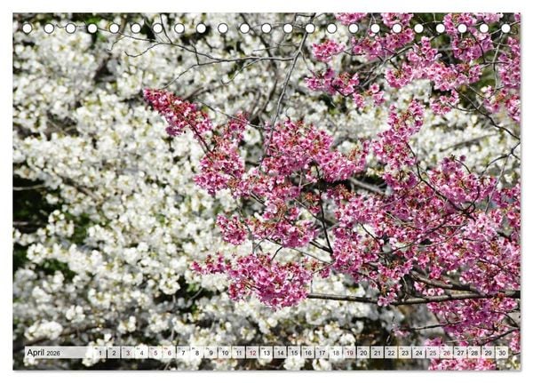 Produktbild: Die Kirschbl&uuml;te in Japan (Tischkalender 2026 DIN A5 quer), CALVENDO Monatskalender