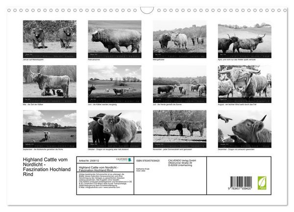 Produktbild: Highland Cattle vom Nordlicht - Faszination Hochland Rind (Wandkalender 2026 DIN A3 quer), CALVENDO Monatskalender