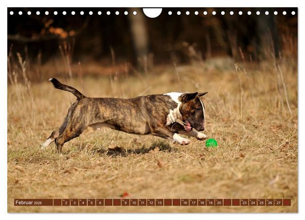 Produktbild: Bullterrier, Powerpakete auf 4 Pfoten (Wandkalender 2026 DIN A4 quer), CALVENDO Monatskalender