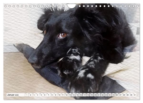 Produktbild: Niedliche Hunde - Digitale Aquarelle (Wandkalender 2026 DIN A4 quer), CALVENDO Monatskalender
