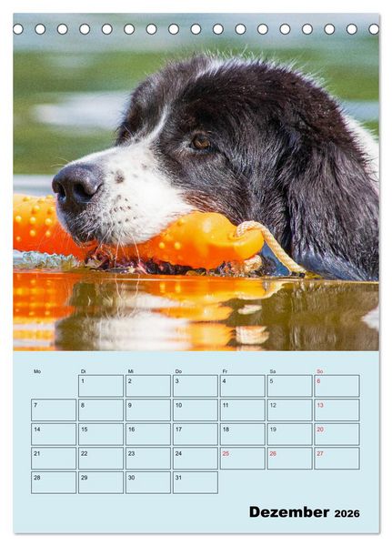Produktbild: Familienplaner Landseer - Freund und Retter (Tischkalender 2026 DIN A5 hoch), CALVENDO Monatskalender