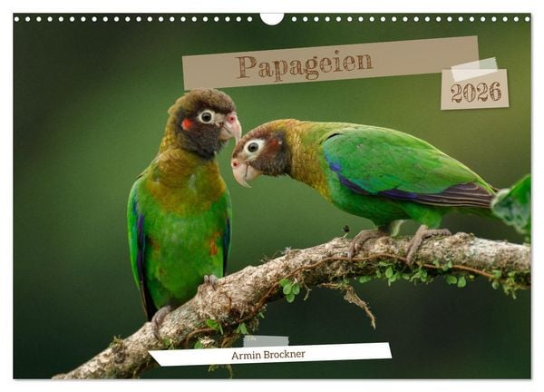 Produktbild: Papageien (Wandkalender 2026 DIN A3 quer), CALVENDO Monatskalender