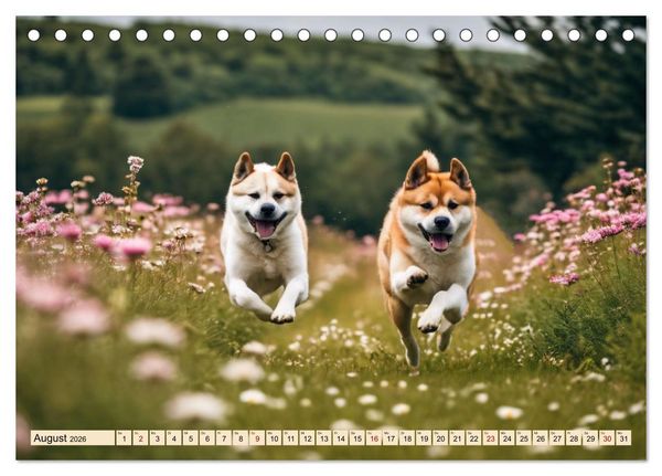 Produktbild: Akita Inu - Inbegriff der Treue (Tischkalender 2026 DIN A5 quer), CALVENDO Monatskalender