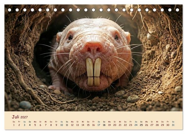 Produktbild: Im Reich der Tunnelbauer - Maulw&uuml;rfe und Nacktmulle, Leben im Verborgenen (Tischkalender 2027 DIN A5 quer), CALVENDO Monatskalender