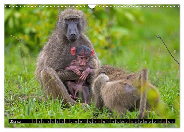 Produktbild: Safari durch das S&uuml;dliche Afrika (Wandkalender 2026 DIN A3 quer), CALVENDO Monatskalender