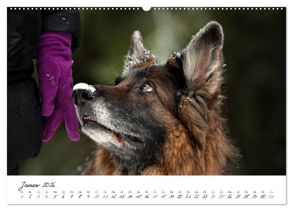 Produktbild: Zauberhafte Langhaar Sch&auml;ferhunde (hochwertiger Premium Wandkalender 2026 DIN A2 quer), Kunstdruck in Hochglanz