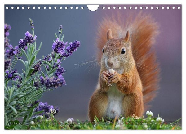 Produktbild: Eichh&ouml;rnchen in zauberhaften Posen (Wandkalender 2026 DIN A4 quer), CALVENDO Monatskalender