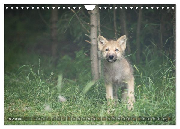Produktbild: Les p'tits loups gris (Calendrier mural 2026 DIN A4 vertical), CALVENDO calendrier mensuel