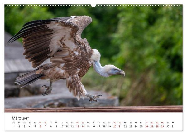 Produktbild: Greifv&ouml;gel in Aktion - Dynamische Flugbilder und Portr&auml;ts (hochwertiger Premium Wandkalender 2027 DIN A2 quer), Kunstdruck in Hochglanz