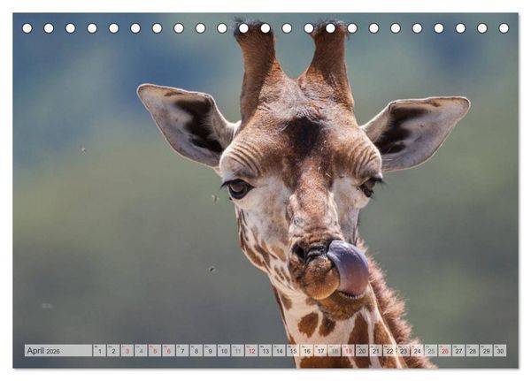 Produktbild: Emotionale Momente: Afrika Wildlife Part 2 / CH-Version (Tischkalender 2026 DIN A5 quer), CALVENDO Monatskalender
