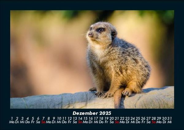 Produktbild: Tierkalender 2025 Fotokalender DIN A5
