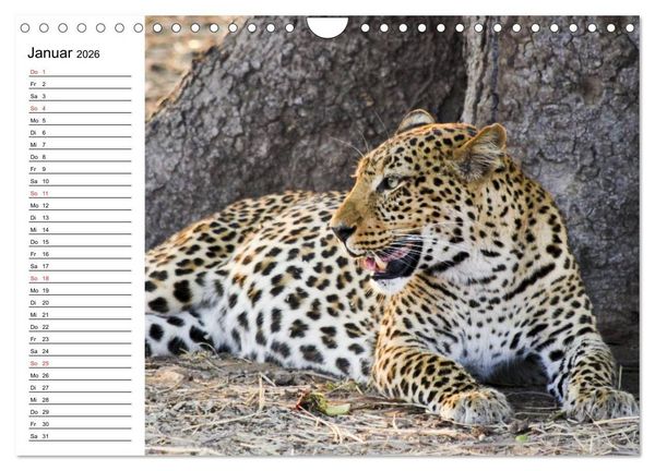 Produktbild: Leoparden. Elegante J&auml;ger (Wandkalender 2026 DIN A4 quer), CALVENDO Monatskalender