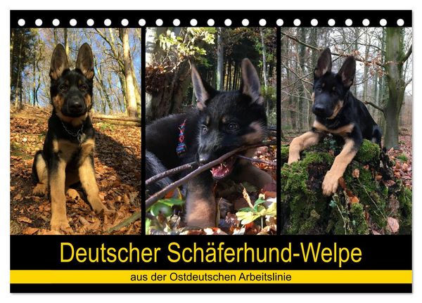 Produktbild: Deutscher Sch&auml;ferhund-Welpe - aus der Ostdeutschen Arbeitslinie (Tischkalender 2026 DIN A5 quer), CALVENDO Monatskalender