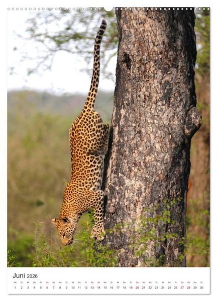 Produktbild: Leoparden - Die Beute im Visier. (hochwertiger Premium Wandkalender 2026 DIN A2 hoch), Kunstdruck in Hochglanz