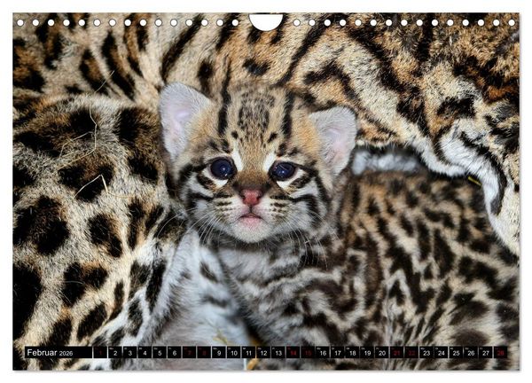 Produktbild: GROSSKATZEN GANZ KLEIN (Wandkalender 2026 DIN A4 quer), CALVENDO Monatskalender
