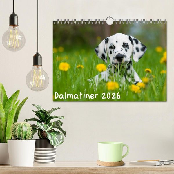 Produktbild: Dalmatiner 2026 (Wandkalender 2026 DIN A4 quer), CALVENDO Monatskalender