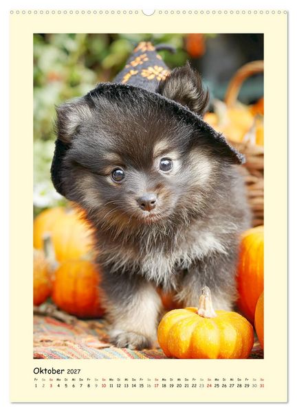 Produktbild: Der Pomeranian. Putziger Zwergspitz zum Verlieben (Wandkalender 2027 DIN A2 hoch), CALVENDO Monatskalender
