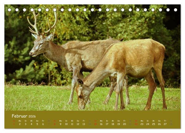 Produktbild: Begegnungen. DER HIRSCH (Tischkalender 2026 DIN A5 quer), CALVENDO Monatskalender