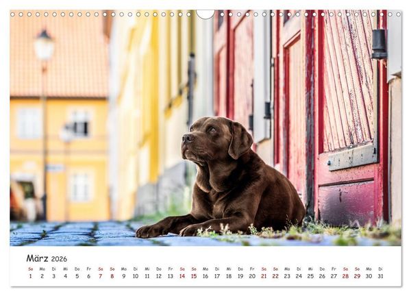 Produktbild: Berlin City Dogs - Berliner Hunde (Wandkalender 2026 DIN A3 quer), CALVENDO Monatskalender