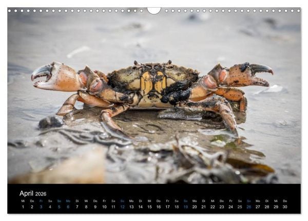 Produktbild: Gr&uuml;&szlig;e aus Texel (Wandkalender 2026 DIN A3 quer), CALVENDO Monatskalender
