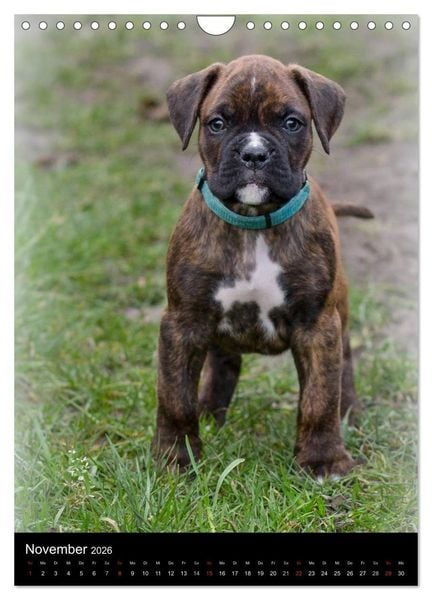 Produktbild: Deutsche Boxer Babys... (Wandkalender 2026 DIN A4 hoch), CALVENDO Monatskalender
