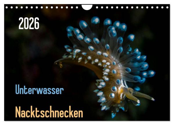 Produktbild: Unterwasser - Nacktschnecken 2026 (Wandkalender 2026 DIN A4 quer), CALVENDO Monatskalender