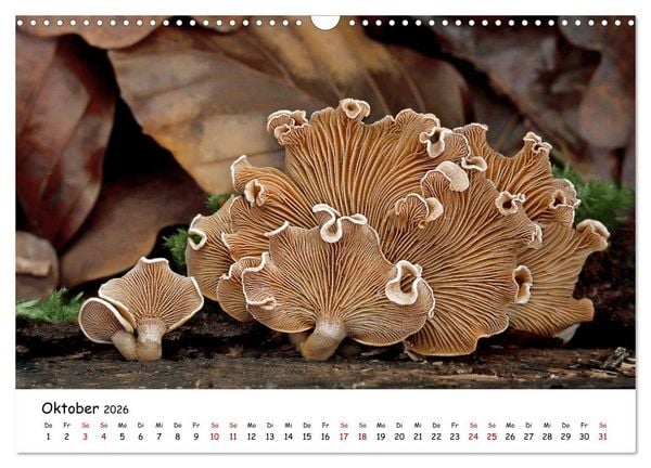 Produktbild: Pilzgalerie - Die bunte Welt der Baumpilze (Wandkalender 2026 DIN A3 quer), CALVENDO Monatskalender