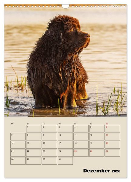 Produktbild: Familienplaner Neufundl&auml;nder - Freund und Retter (Wandkalender 2026 DIN A3 hoch), CALVENDO Monatskalender