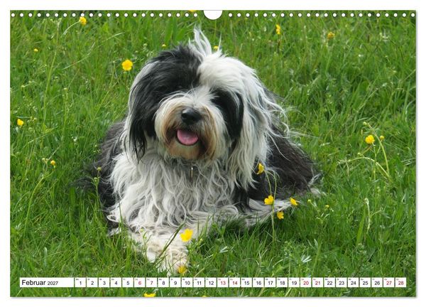 Produktbild: Tibet-Terrier - Eine Hunderasse mit Charakter (Wandkalender 2027 DIN A3 quer), CALVENDO Monatskalender