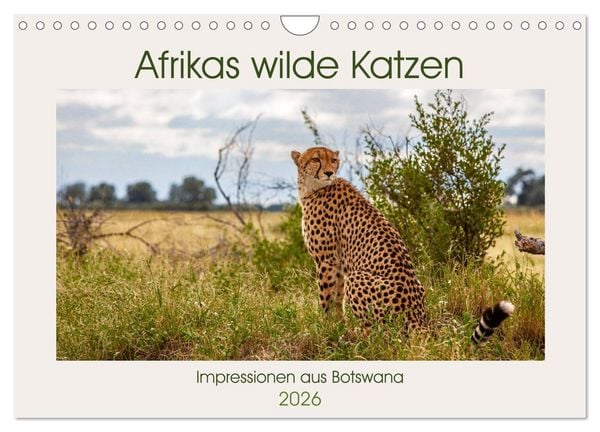 Produktbild: Afrikas wilde Katzen (Wandkalender 2026 DIN A4 quer), CALVENDO Monatskalender