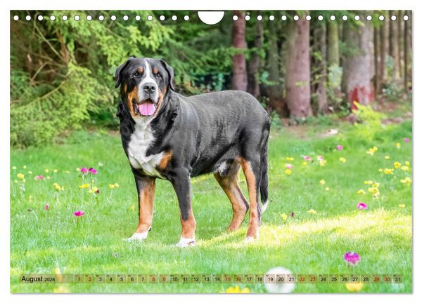Produktbild: Schweizer Sennenhunde - Appenzeller - Berner - Entlebucher - Gro&szlig;e Schweizer (Wandkalender 2026 DIN A4 quer), CALVENDO Monatskalender