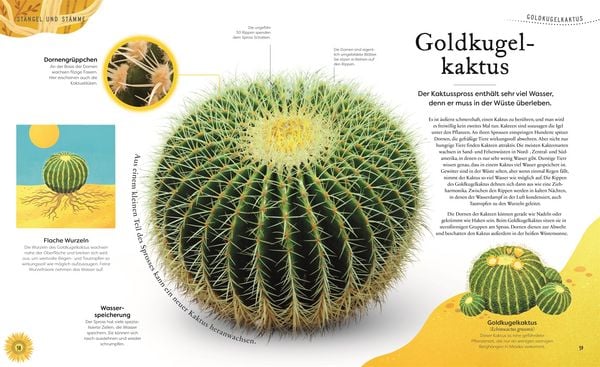 Produktbild: Gro&szlig;e und kleine Sch&auml;tze der Natur. Pflanzen