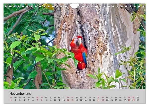 Produktbild: COSTA RICA - Tierische Momente (Wandkalender 2026 DIN A4 quer), CALVENDO Monatskalender