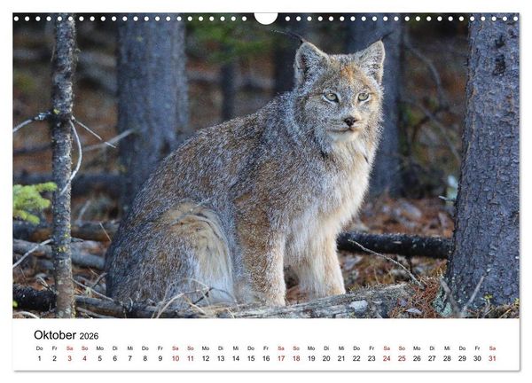 Produktbild: Alaska und West-Kanada (Wandkalender 2026 DIN A3 quer), CALVENDO Monatskalender