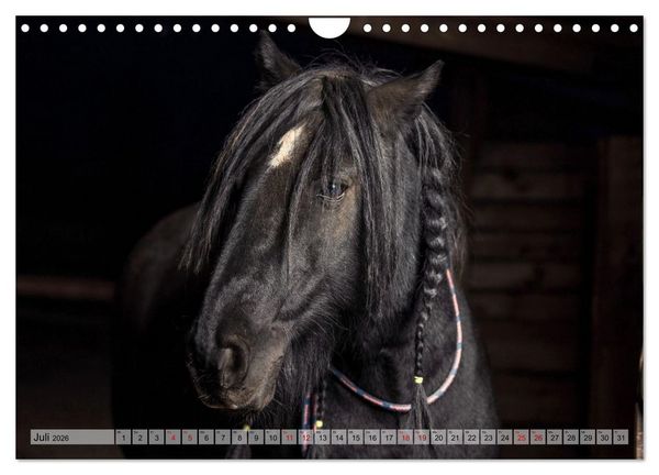 Produktbild: Colorful Horse Ranch &ndash; Wo Tinker posen und Ponys l&auml;cheln (Wandkalender 2026 DIN A4 quer), CALVENDO Monatskalender