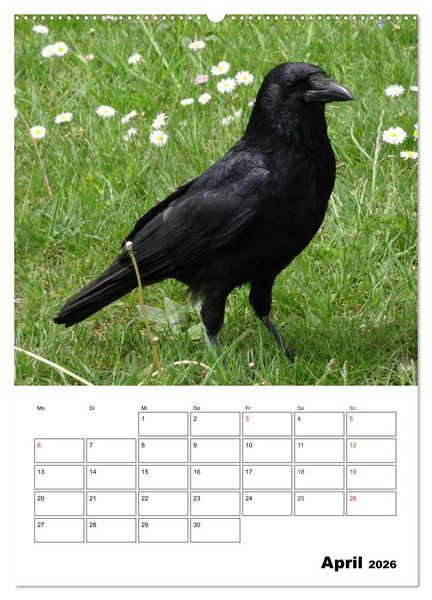 Produktbild: Rabenv&ouml;gel Terminplaner (hochwertiger Premium Wandkalender 2026 DIN A2 hoch), Kunstdruck in Hochglanz