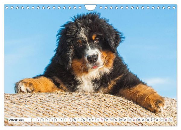 Produktbild: Ein Herz auf 4 Pfoten - Berner Sennenhund (Wandkalender 2026 DIN A4 quer), CALVENDO Monatskalender