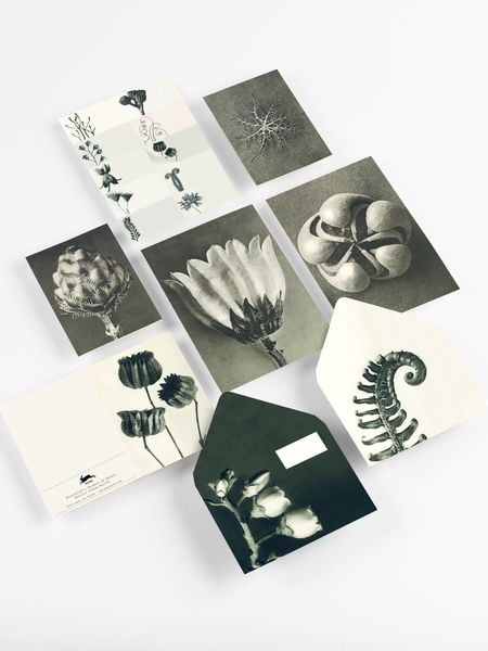 Produktbild: Wonders of Nature (Blossfeldt)