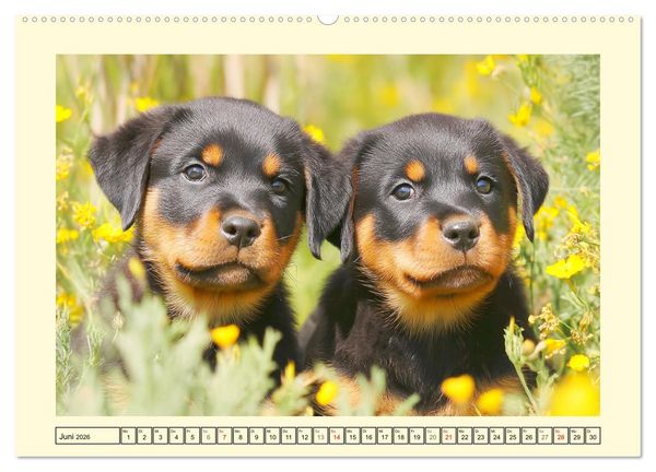 Produktbild: Rottweiler Momente. Kraftvolle Eleganz in der Natur (Wandkalender 2026 DIN A2 quer), CALVENDO Monatskalender