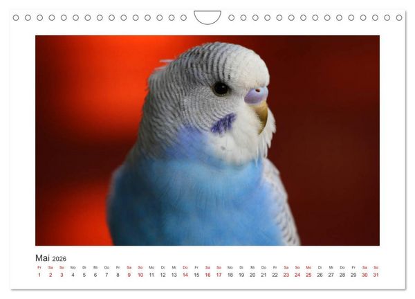 Produktbild: Wellensittichkalender! - Das Original (Wandkalender 2026 DIN A4 quer), CALVENDO Monatskalender